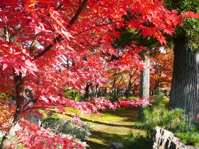 京都嵐山紅葉2019の見頃と混雑予想！予約必須のおすすめランチも クルマ好き会社員の備忘録